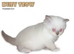 Kuey Teow - Ragdoll Cat