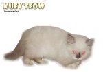 Kuey Teow - Ragdoll Cat