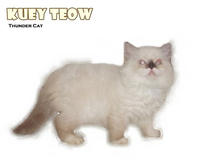 Kuey Teow - Ragdoll Cat