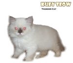 Kuey Teow - Ragdoll Cat