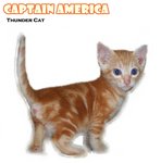 Captain America - American Shorthair Cat