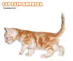 Captain America - American Shorthair Cat