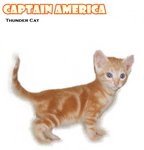 Captain America - American Shorthair Cat