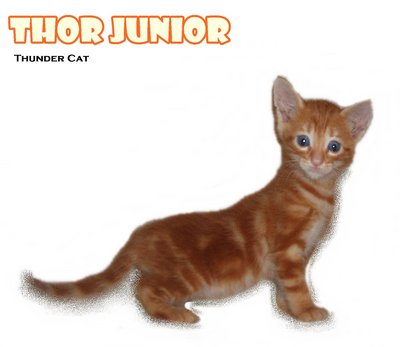 Thor Junior - American Shorthair Cat