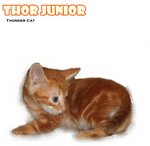 Thor Junior - American Shorthair Cat