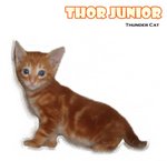 Thor Junior - American Shorthair Cat