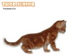 Thor Junior - American Shorthair Cat