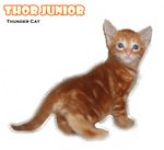 Thor Junior - American Shorthair Cat