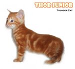 Thor Junior - American Shorthair Cat