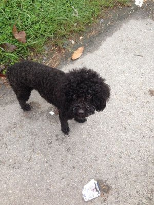 PF52258 - Poodle Dog