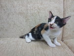 Bella's Girl 1 - Calico Cat