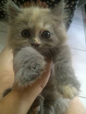 Teddy - Persian + Domestic Long Hair Cat