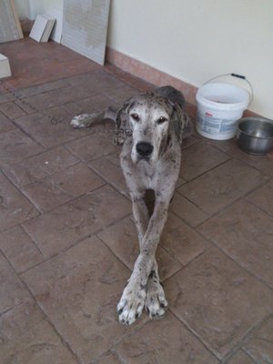 Lola - Great Dane Dog