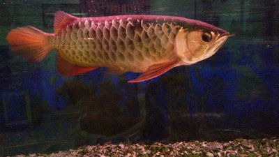 Indonesia Gold - Arowanas Fish