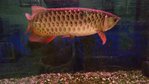 Indonesia Gold - Arowanas Fish