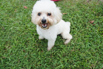 Zuzu - Maltese + Poodle Dog