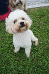 Zuzu - Maltese + Poodle Dog