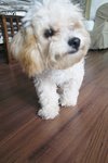 Zuzu - Maltese + Poodle Dog