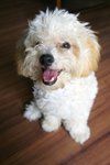 Zuzu - Maltese + Poodle Dog