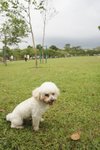 Zuzu - Maltese + Poodle Dog