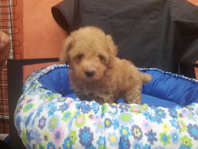 Brown Colour Toy Poodle - Poodle Dog