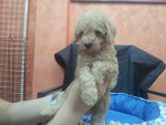 Brown Colour Toy Poodle - Poodle Dog