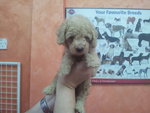 Brown Colour Toy Poodle - Poodle Dog