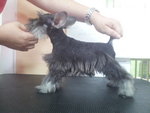 Miniature Schnauzer - Schnauzer Dog