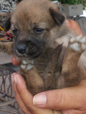 Rocky - Mixed Breed Dog