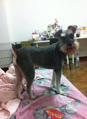 Momoe -- Has Been Found :d - Schnauzer Dog