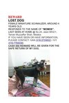 Momoe -- Has Been Found :d - Schnauzer Dog