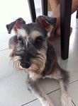 Momoe -- Has Been Found :d - Schnauzer Dog