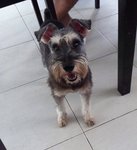 Momoe -- Has Been Found :d - Schnauzer Dog