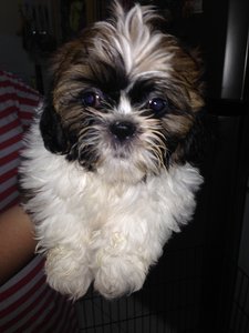 Shih Tzu  - Shih Tzu Dog