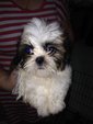 Shih Tzu  - Shih Tzu Dog