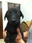 Cleopatra - Mixed Breed Dog