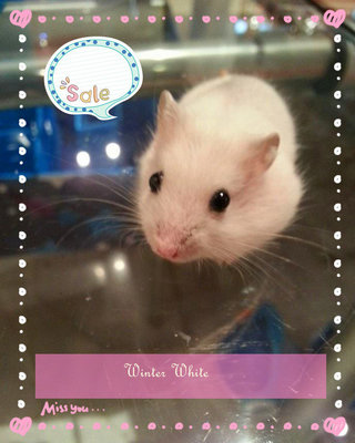 Winter White Hamsters - Striped Hamster Hamster