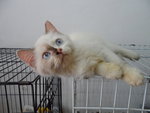 Ragdoll_jeny - Ragdoll Cat