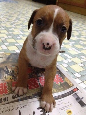 Pitbull Puppies - Pit Bull Terrier Dog