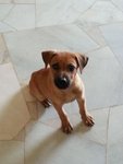 Active Girl - Mixed Breed Dog