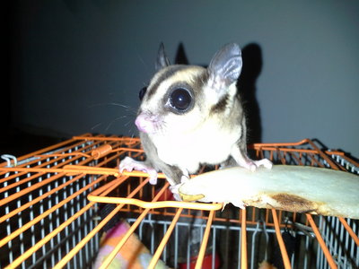 Suger Glider - Sugar Glider Small & Furry