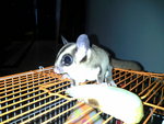 Suger Glider - Sugar Glider Small & Furry