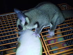 Suger Glider - Sugar Glider Small & Furry