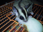 Suger Glider - Sugar Glider Small & Furry