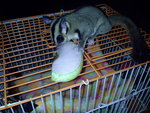 Suger Glider - Sugar Glider Small & Furry