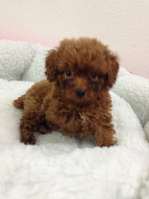 PF52337 - Poodle Dog