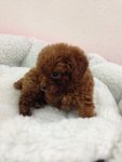 PF52337 - Poodle Dog