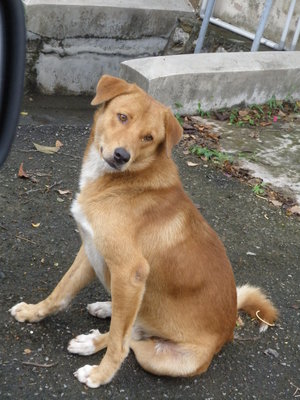 Boy - Mixed Breed Dog