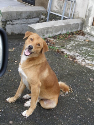 Brown Boy - Labrador Retriever Mix Dog