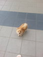 Mini - Pomeranian Dog